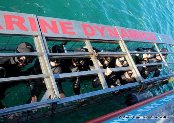 Shark Cage Diving, South Africa