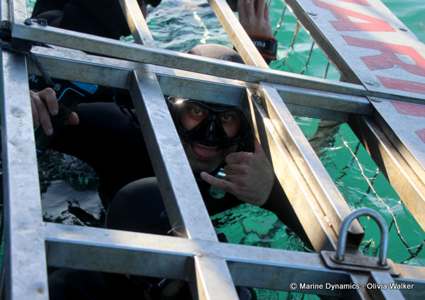 Shark Cage Diving, South Africa