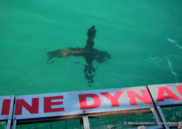 Shark Cage Diving, South Africa