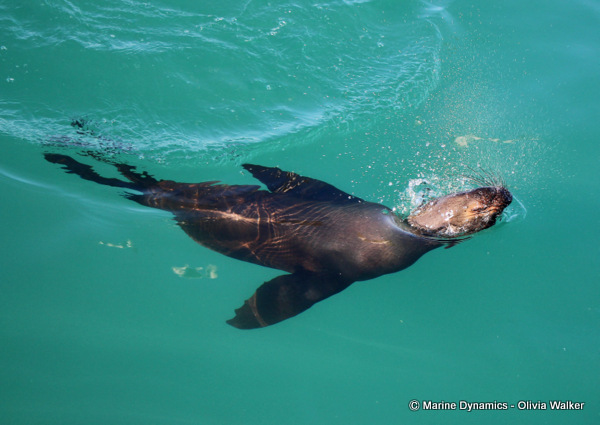 Shark Cage Diving, South Africa