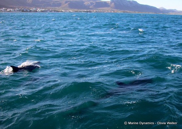 Shark Cage Diving, South Africa