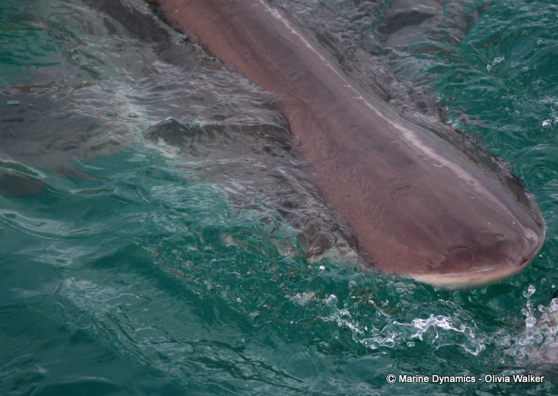 Shark cage Diving, South Africa