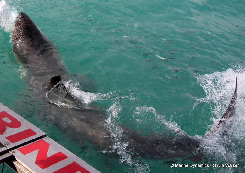 Shark cage Diving, South Africa