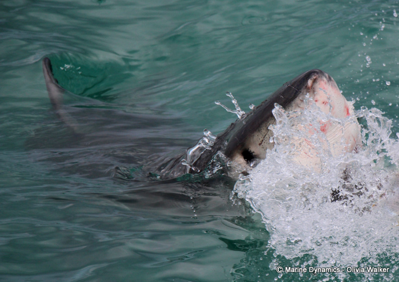Shark cage Diving, South Africa