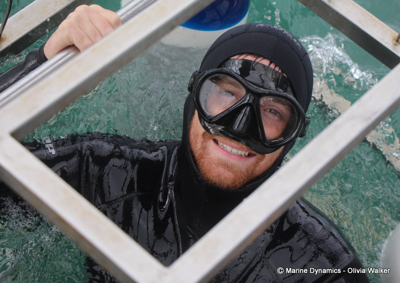 Shark cage Diving, South Africa