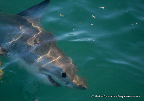 Shark Cage Diving, South Africa