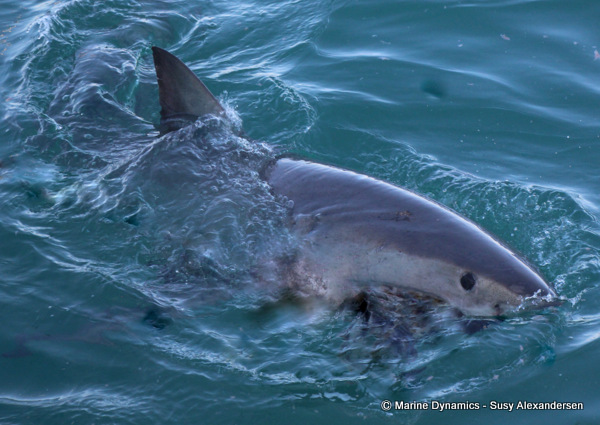 Shark Cage Diving, South Africa