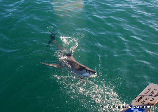 Shark Cage Diving, South Africa
