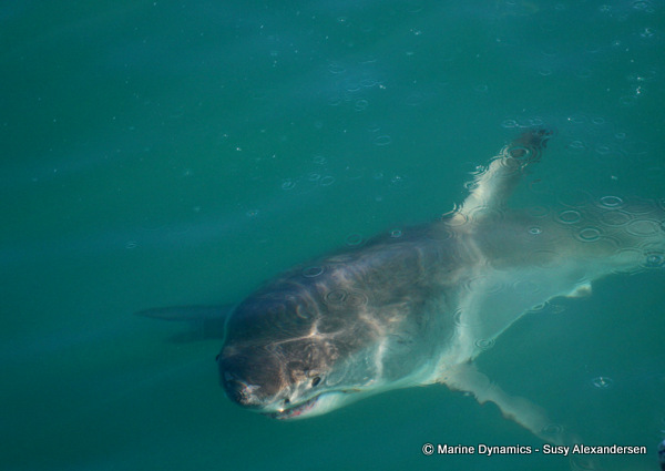 Shark Cage Diving, South Africa