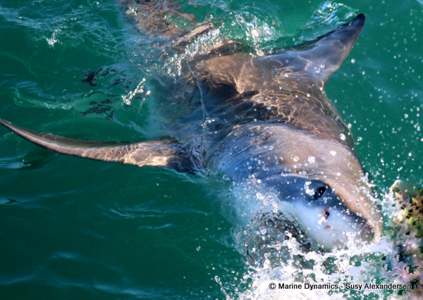 Shark Cage Diving, South Africa