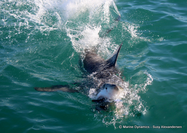 Shark Cage Diving, South Africa