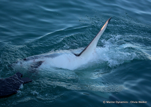 Shark Cage Diving, South Africa