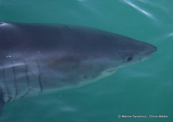 Shark Cage Diving, South Africa