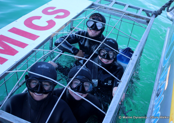 Shark Cage Diving, South Africa