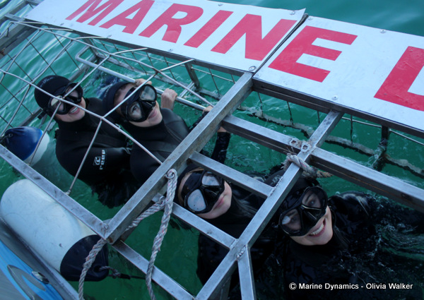 Shark Cage Diving, South Africa