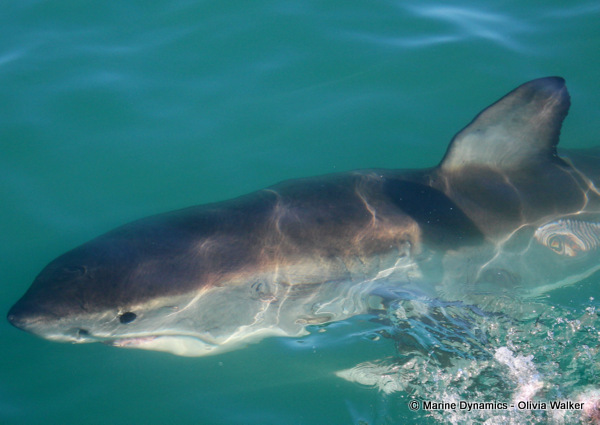 Shark Cage Diving, South Africa