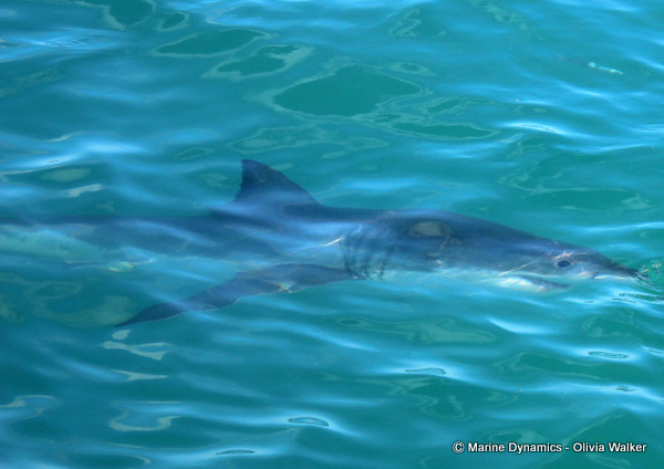 Shark Cage Diving, South Africa