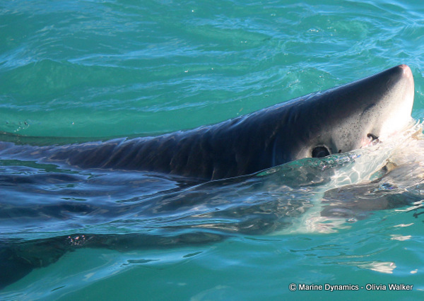 Shark Cage Diving, South Africa