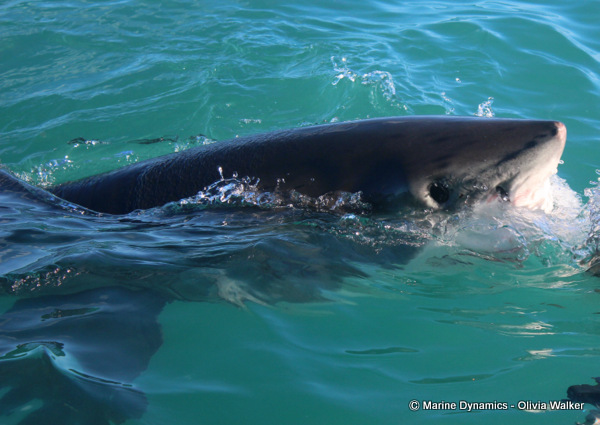 Shark Cage Diving, South Africa