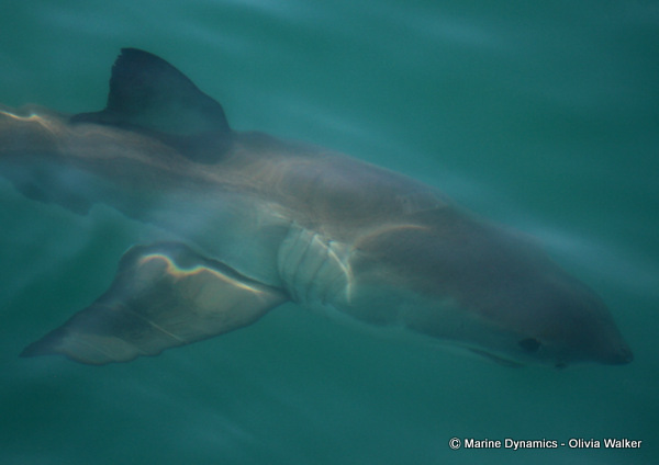 Shark Cage Diving, South Africa