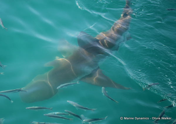 Shark Cage Diving, South Africa