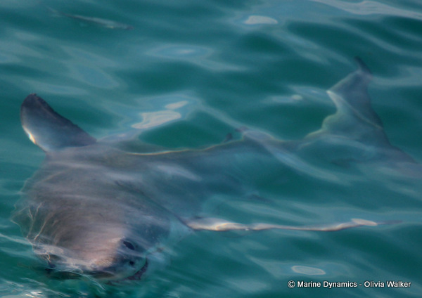 Shark Cage Diving, South Africa