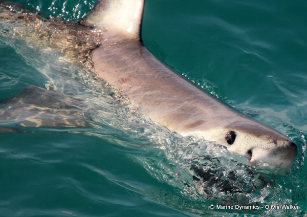 Shark Cage Diving, South Africa