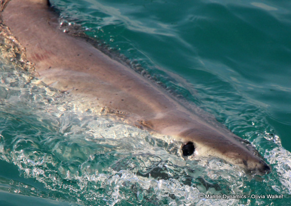Shark Cage Diving, South Africa