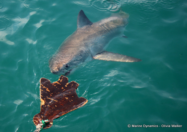 Shark Cage Diving, South Africa
