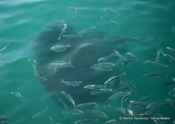 Shark Cage Diving, South Africa