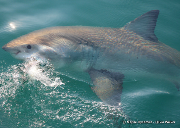 Shark Cage Diving, South Africa