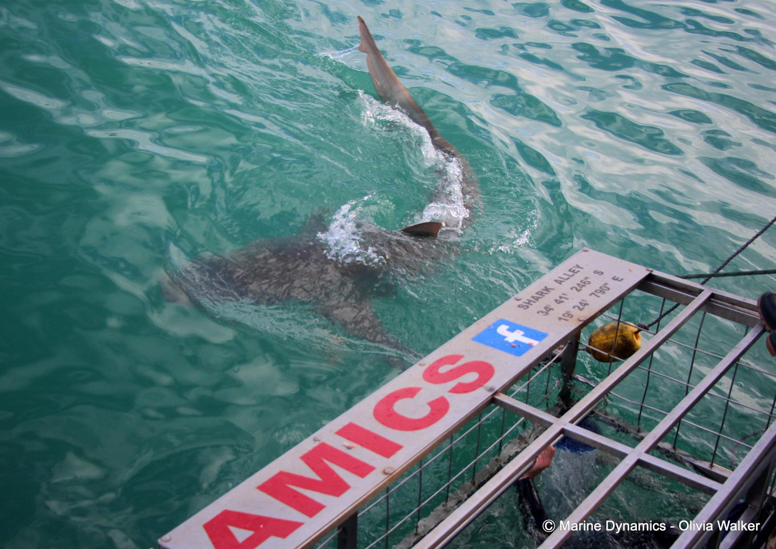 Shark Cage Diving, South Africa, Bronze Whaler shark