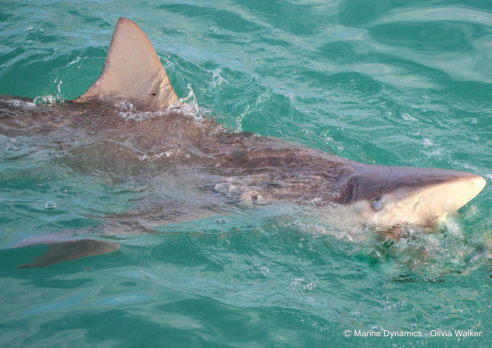 Shark Cage Diving, South Africa, Bronze Whaler shark
