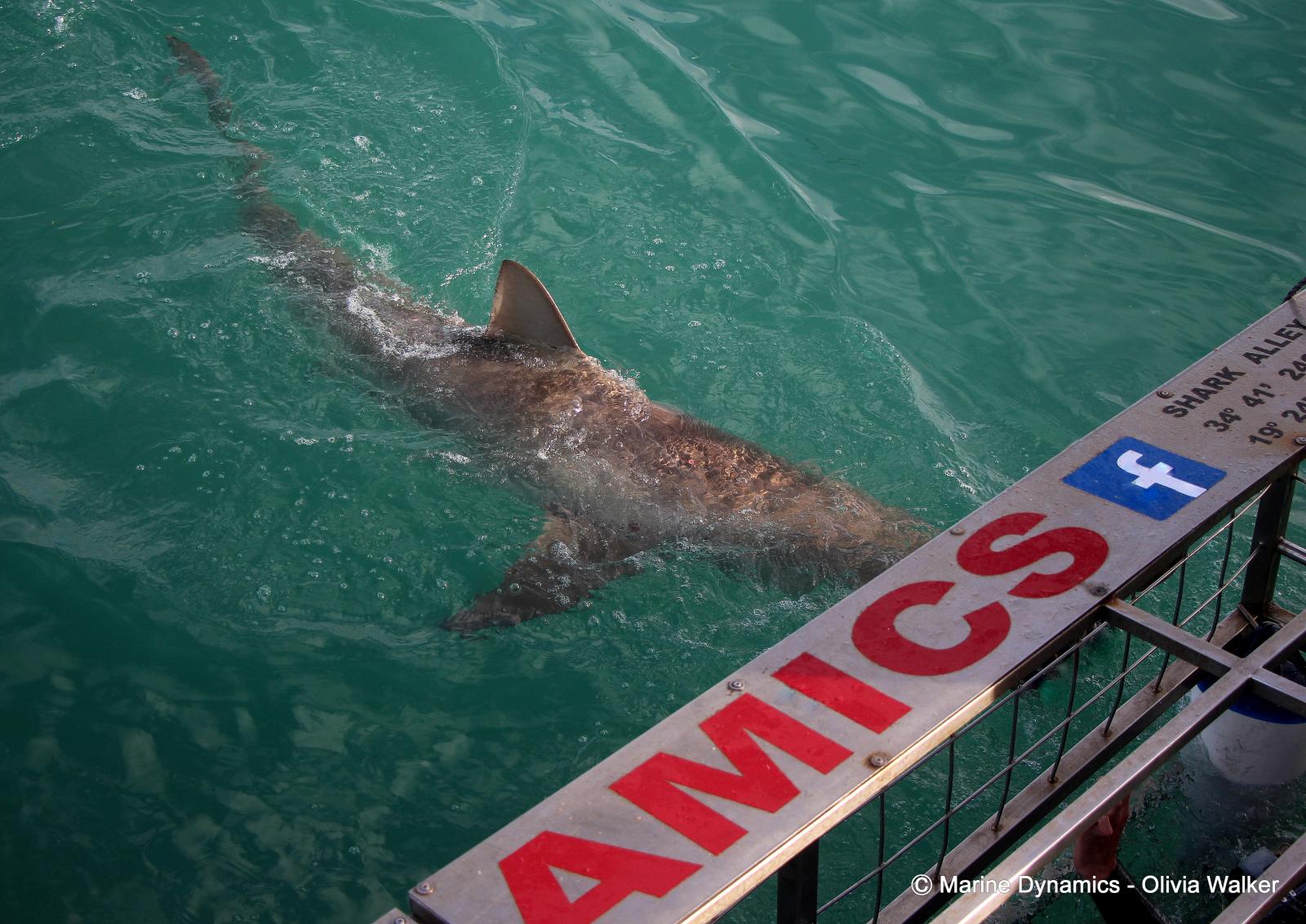 Shark Cage Diving, South Africa, Bronze Whaler shark