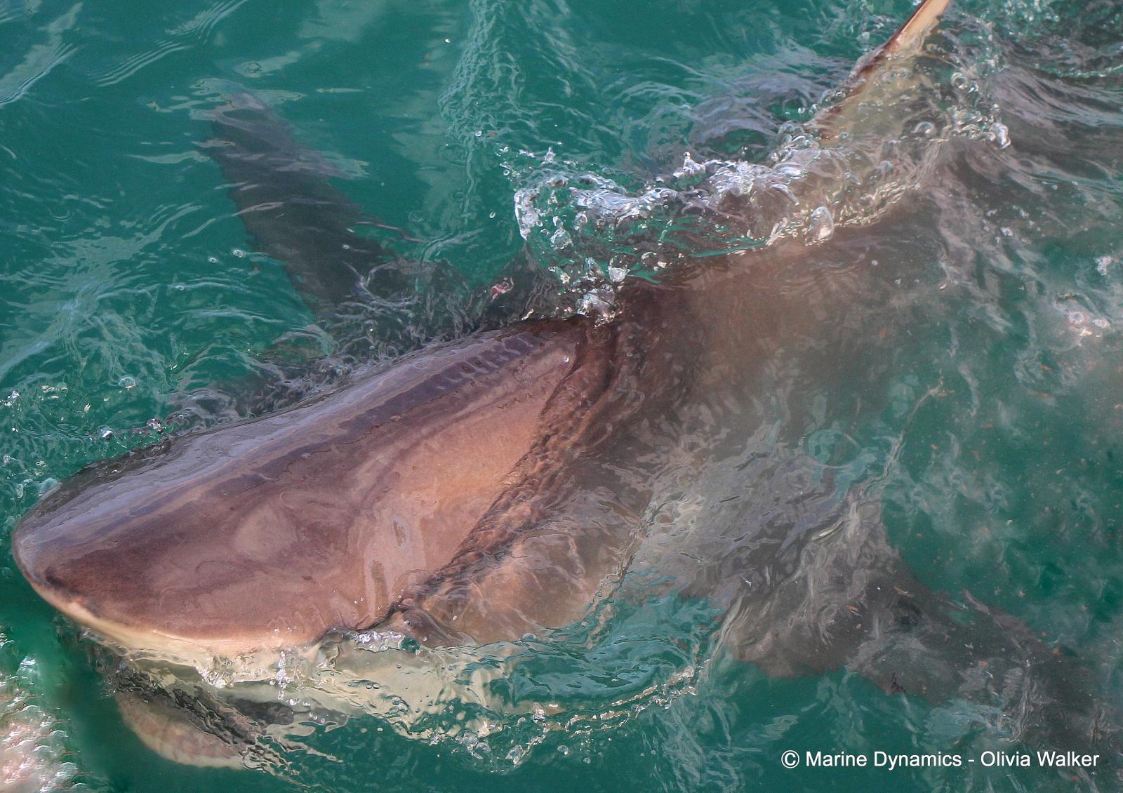 Shark Cage Diving, South Africa, Bronze Whaler shark