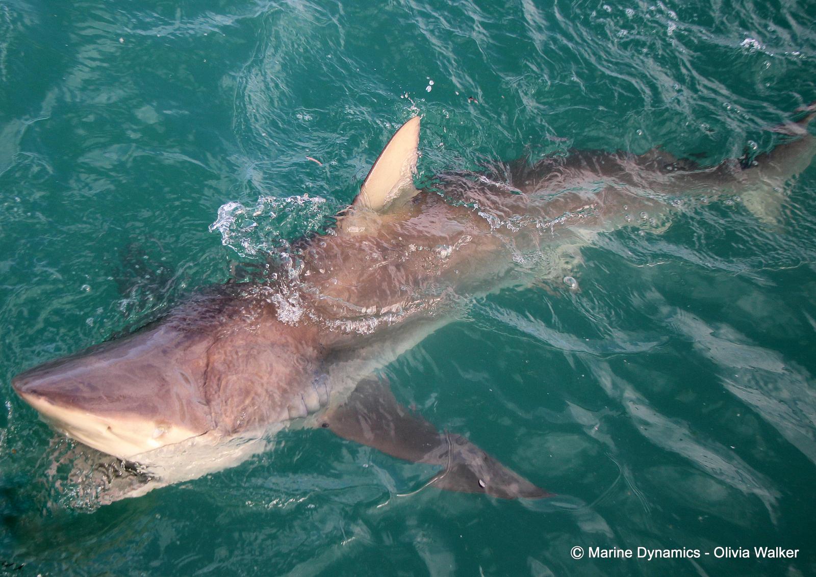 Shark Cage Diving, South Africa, Bronze Whaler shark