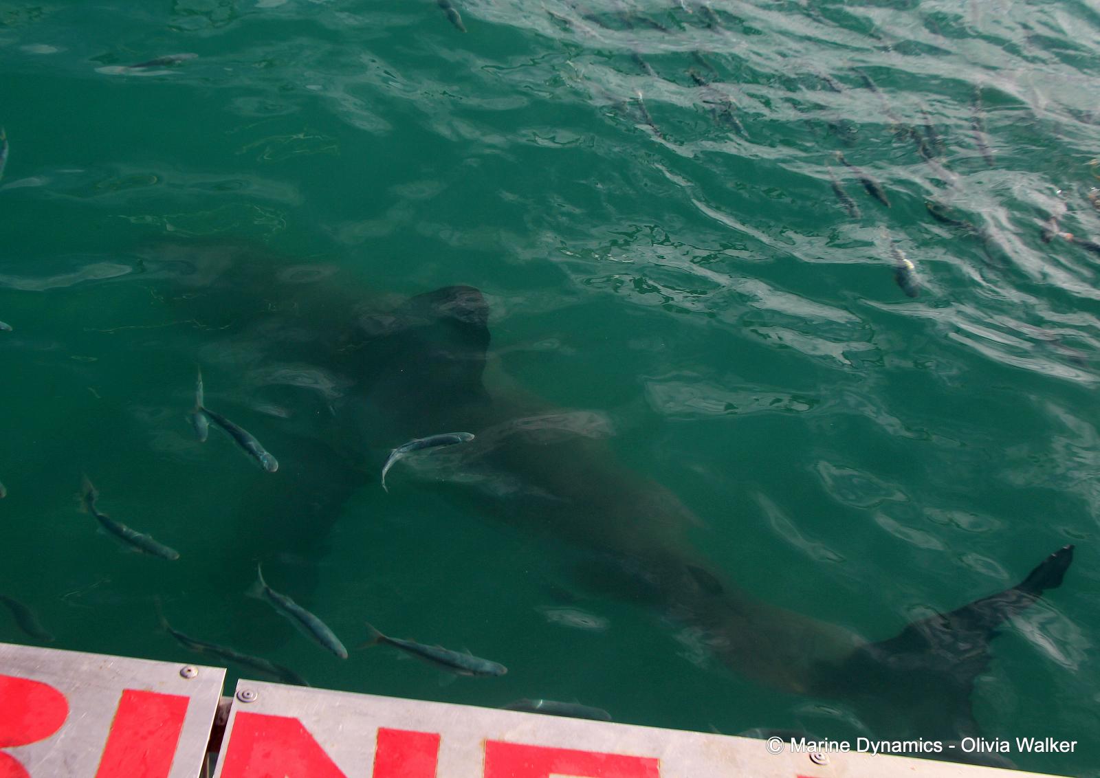 Shark Cage Diving, South Africa, Great White shark