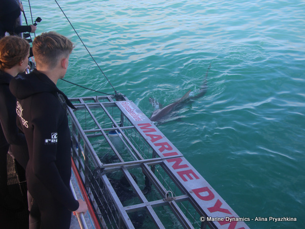 Bronze Whaler shark, South Africa