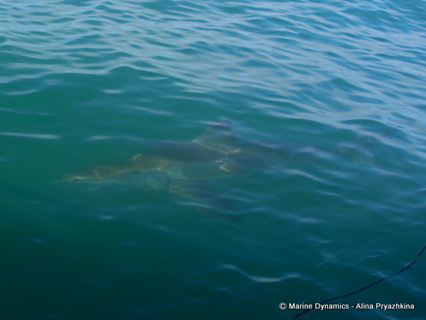 Great white shark