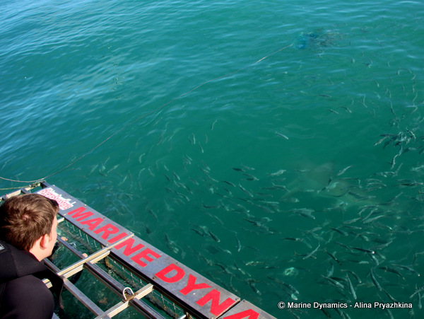 Shark Cage Diving, South Africa