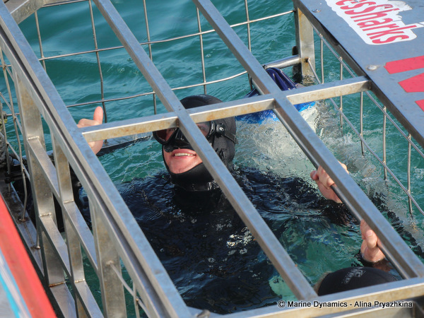 Shark Cage Diving, South Africa