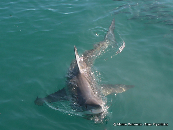 Great white shark