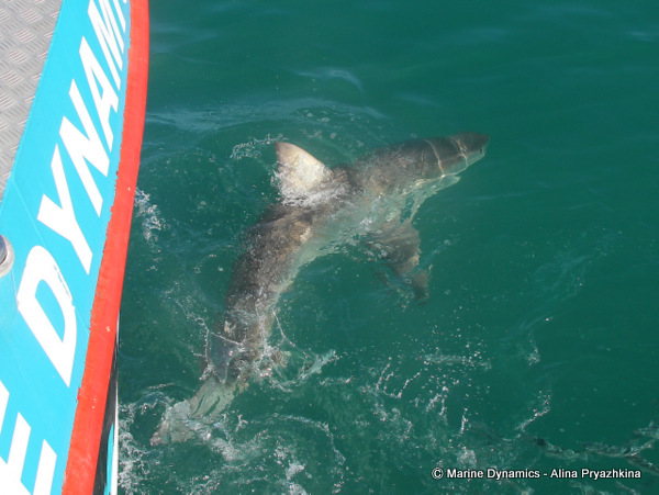 Shark Cage Diving, South Africa