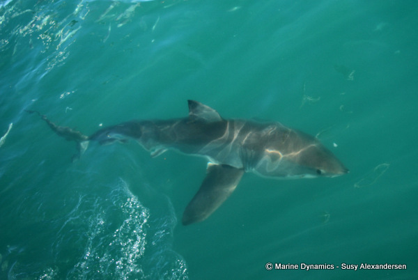 Great white shark