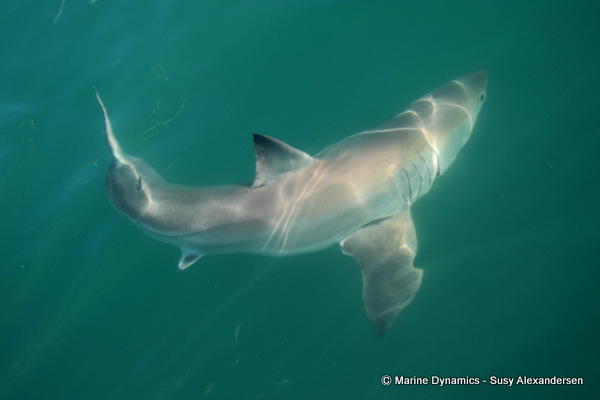 Great white shark