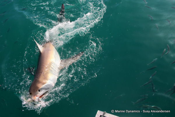 Great white shark