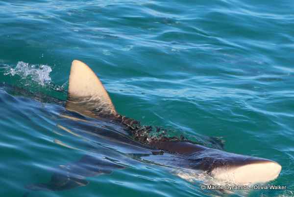 Shark Cage Diving, South Africa