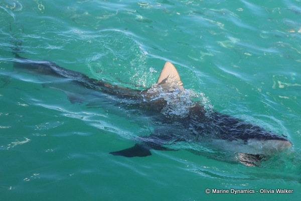 Shark Cage Diving, South Africa