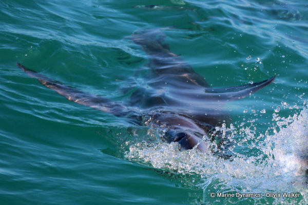 Shark Cage Diving, South Africa