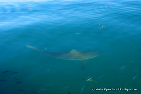 Bronze whaler Gansbaai, South africa